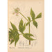 Plantas medicinales Pl016 - Charles Frederick Millspaugh — vista de la obra
