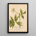 Plantas medicinales Pl016 - Charles Frederick Millspaugh — cuadro enmarcado en la pared