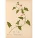 Reproducción del cuadro Plantas medicinales Pl017 - Charles Frederick Millspaugh