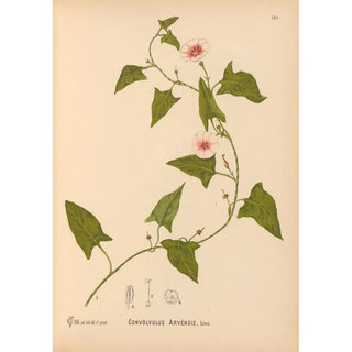 Charles Frederick Millspaugh - Medicinal Plants Pl017.webp