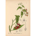 Plantas medicinales Pl018 - Charles Frederick Millspaugh — vista de la obra