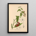 Plantas medicinales Pl018 - Charles Frederick Millspaugh — cuadro enmarcado en la pared