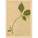 Reproducción del cuadro Plantas medicinales Pl019 - Charles Frederick Millspaugh