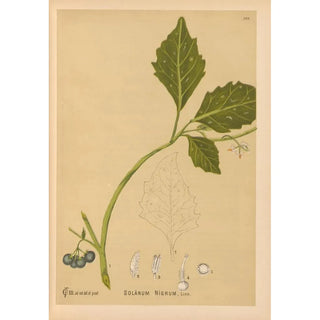 Charles Frederick Millspaugh - Medicinal Plants Pl019.webp