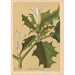Medicinal Plants Pl021 - Charles Frederick Millspaugh — artwork view