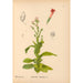 Reproducción del cuadro Plantas medicinales Pl022 - Charles Frederick Millspaugh