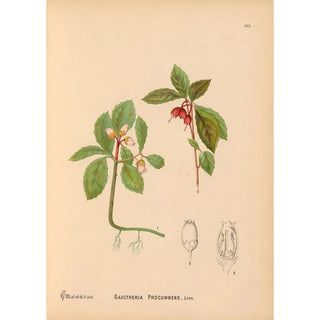 Charles Frederick Millspaugh - Medicinal Plants Pl023.webp