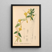Reproduction of the painting Medicinal Plants Pl025 - Charles Frederick Millspaugh