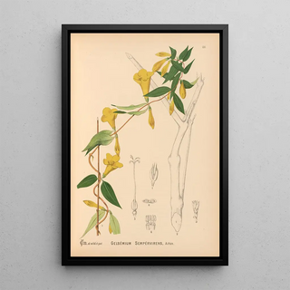 Charles Frederick Millspaugh - Medicinal Plants Pl025.webp