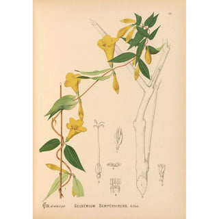 Charles Frederick Millspaugh - Medicinal Plants Pl025.webp