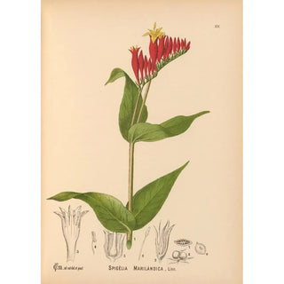 Charles Frederick Millspaugh - Medicinal Plants Pl026.webp