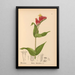 Plantas medicinales Pl026 - Charles Frederick Millspaugh — cuadro enmarcado en la pared