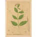 Reproducción del cuadro Plantas medicinales Pl027 - Charles Frederick Millspaugh