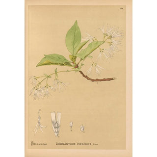 Charles Frederick Millspaugh - Medicinal Plants Pl031.webp