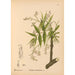 Plantas medicinales Pl032 - Charles Frederick Millspaugh — vista de la obra