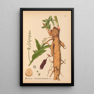 Charles Frederick Millspaugh - Medicinal Plants Pl035.webp