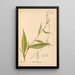 Medicinal plants Pl037 - Charles Frederick Millspaugh — framed artwork on a wall