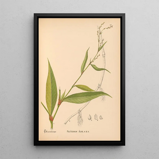 Charles Frederick Millspaugh - Medicinal Plants Pl037.webp
