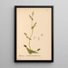Reproduction of the painting Medicinal Plants Pl038 - Charles Frederick Millspaugh
