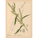 Plantas medicinales Pl039 - Charles Frederick Millspaugh — vista de la obra