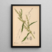 Plantas medicinales Pl039 - Charles Frederick Millspaugh — cuadro enmarcado en la pared