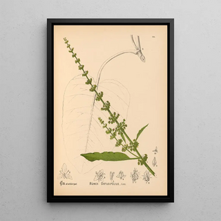 Charles Frederick Millspaugh - Medicinal Plants Pl040.webp