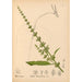 Reproducción del cuadro Plantas medicinales Pl040 - Charles Frederick Millspaugh