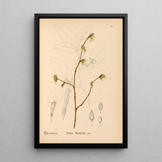 Charles Frederick Millspaugh - Medicinal Plants Pl042.webp