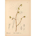 Reproducción del cuadro Plantas medicinales Pl042 - Charles Frederick Millspaugh