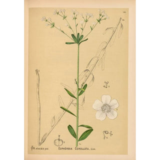 Charles Frederick Millspaugh - Medicinal Plants Pl044.webp