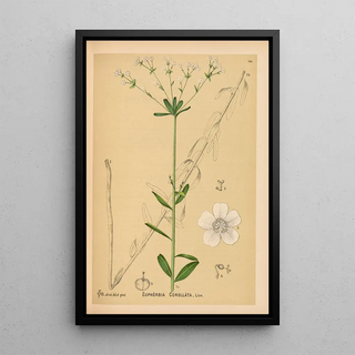 Charles Frederick Millspaugh - Medicinal Plants Pl044.webp