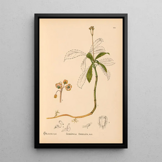 Charles Frederick Millspaugh - Medicinal Plants Pl045.webp