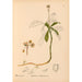 Reproducción del cuadro Plantas medicinales Pl045 - Charles Frederick Millspaugh