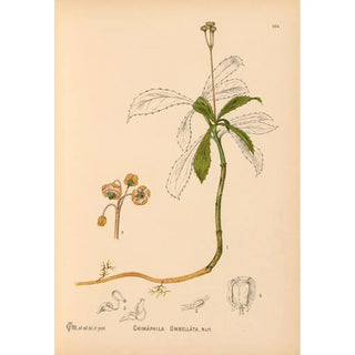 Charles Frederick Millspaugh - Medicinal Plants Pl045.webp