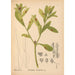 Plantas medicinales Pl048 - Charles Frederick Millspaugh — vista de la obra