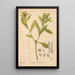 Plantas medicinales Pl048 - Charles Frederick Millspaugh — cuadro enmarcado en la pared