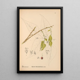 Charles Frederick Millspaugh - Medicinal Plants Pl049.webp