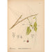 Reproducción del cuadro Plantas medicinales Pl049 - Charles Frederick Millspaugh