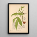 Reproduction of the painting Medicinal plants Pl054 - Charles Frederick Millspaugh