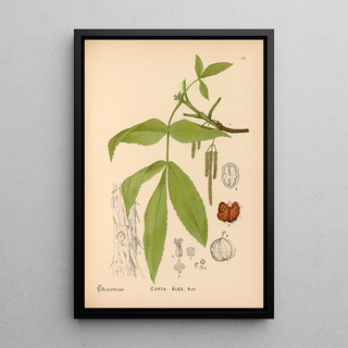Charles Frederick Millspaugh - Medicinal Plants Pl054.webp