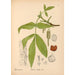 Reproduction of the painting Medicinal plants Pl054 - Charles Frederick Millspaugh