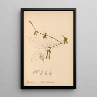 Charles Frederick Millspaugh - Medicinal Plants Pl057.webp
