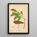 Reproduction of the painting Medicinal Plants Pl058 - Charles Frederick Millspaugh