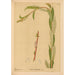 Plantas medicinales Pl059 - Charles Frederick Millspaugh — vista de la obra