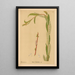 Plantas medicinales Pl059 - Charles Frederick Millspaugh — cuadro enmarcado en la pared