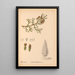 Reproduction of the painting Medicinal Plants Pl063 - Charles Frederick Millspaugh