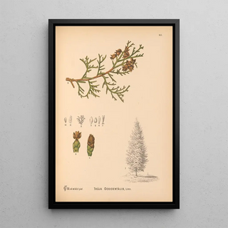 Charles Frederick Millspaugh - Medicinal Plants Pl063.webp