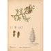 Reproduction of the painting Medicinal Plants Pl063 - Charles Frederick Millspaugh