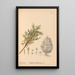 Reproduction of the painting Medicinal Plants Pl064 - Charles Frederick Millspaugh
