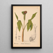 Medicinal plants Pl065 - Charles Frederick Millspaugh — framed artwork on a wall